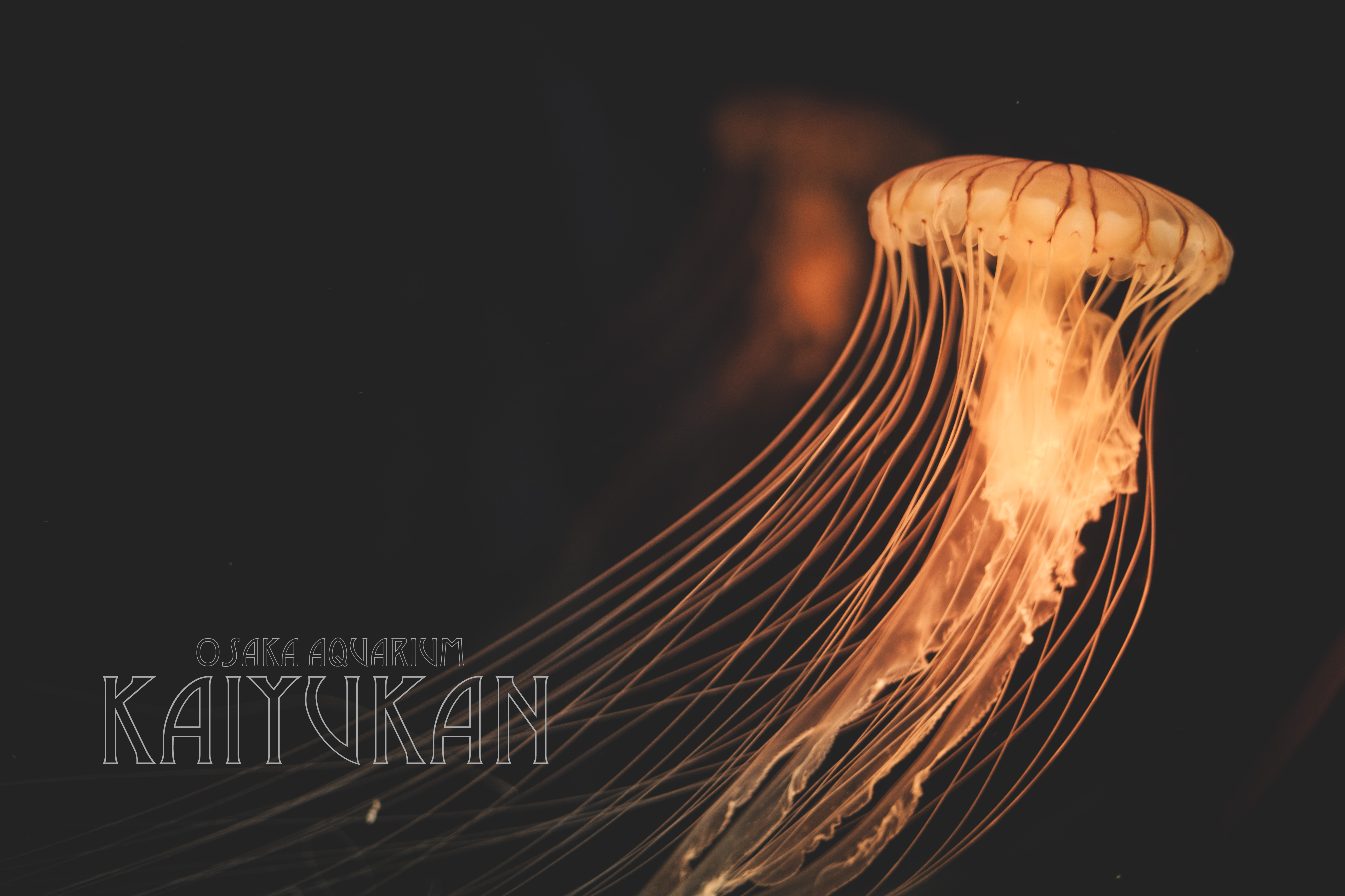 Osaka aquarium kaiyukan jellyfish exhibit